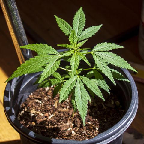 Unknown strain growlog timeline photo