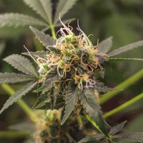 Woodhead Reserve  growlog timeline photo