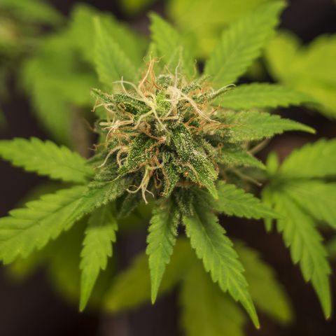 Woodhead Reserve  growlog timeline photo