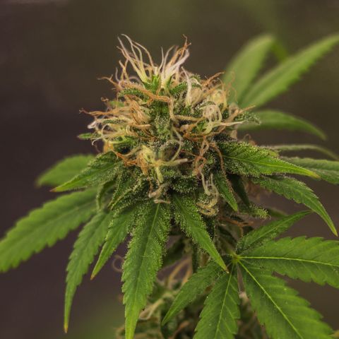 Woodhead Reserve  growlog timeline photo
