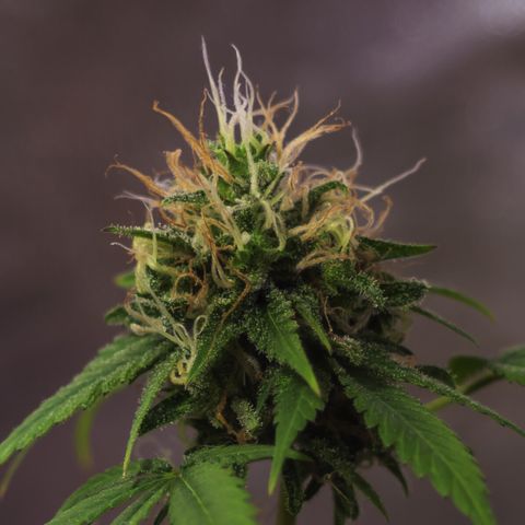 Woodhead Reserve  growlog timeline photo