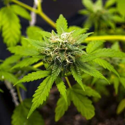 Woodhead Reserve  growlog timeline photo