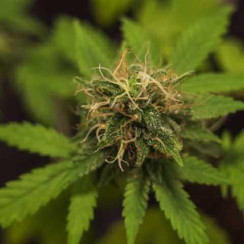 Woodhead Reserve  growlog timeline photo