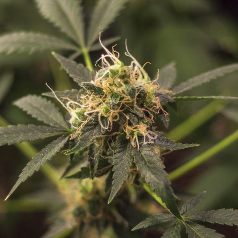 Woodhead Reserve  growlog timeline photo