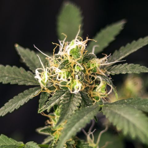 Woodhead Reserve  growlog timeline photo