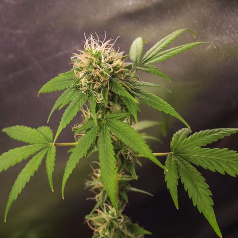 Woodhead Reserve  growlog timeline photo