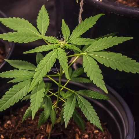 Unknown strain growlog timeline photo