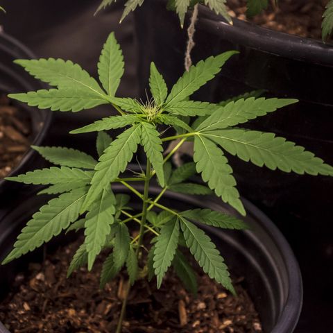 Unknown strain growlog timeline photo