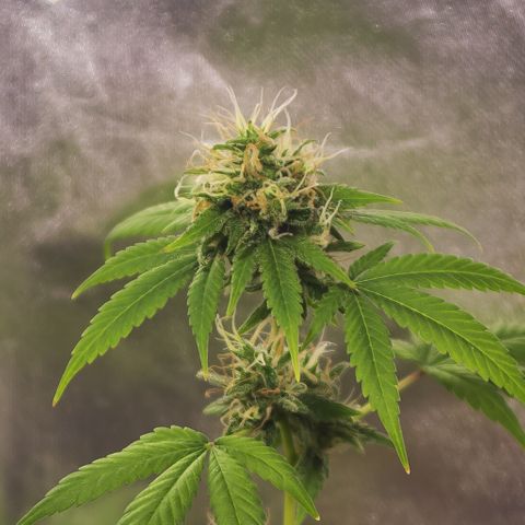 Woodhead Reserve  growlog timeline photo