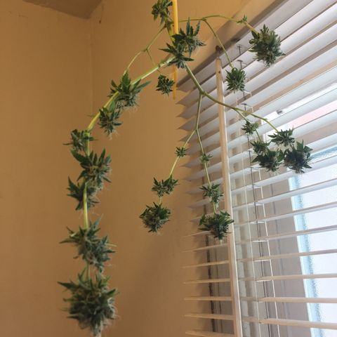 Woodhead Reserve  growlog timeline photo