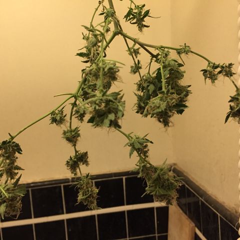 Woodhead Reserve  growlog timeline photo