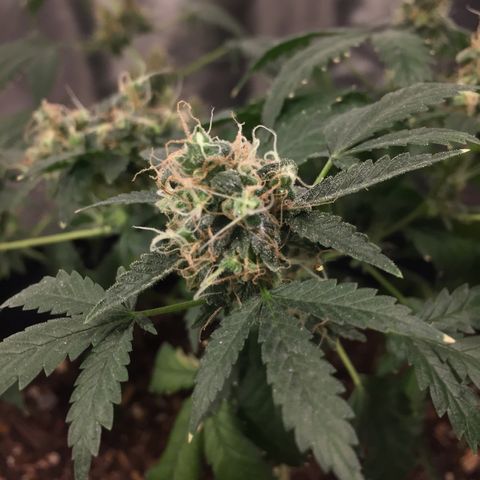Woodhead Reserve  growlog timeline photo