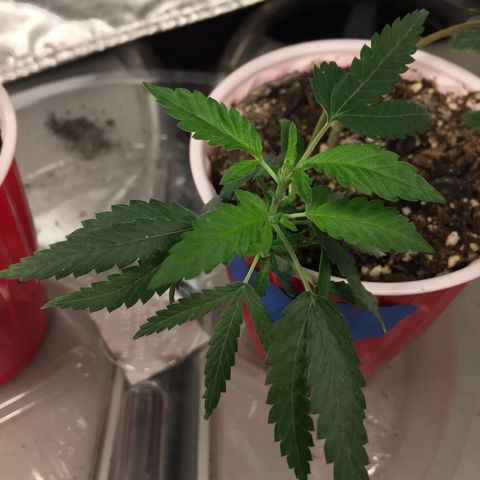 Unknown strain growlog timeline photo