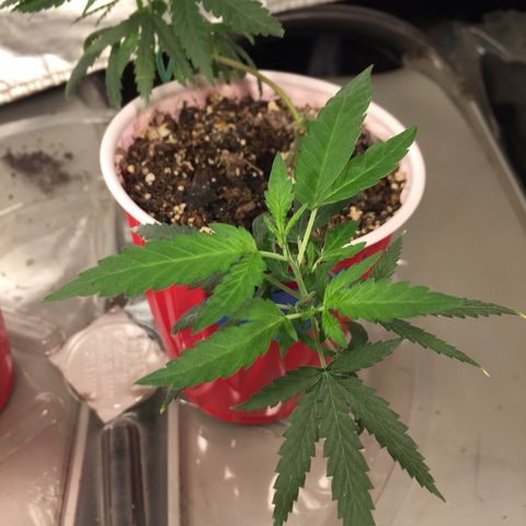 Unknown strain growlog timeline photo