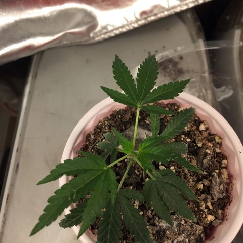 Unknown strain growlog timeline photo