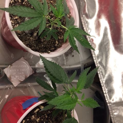 Unknown strain growlog timeline photo