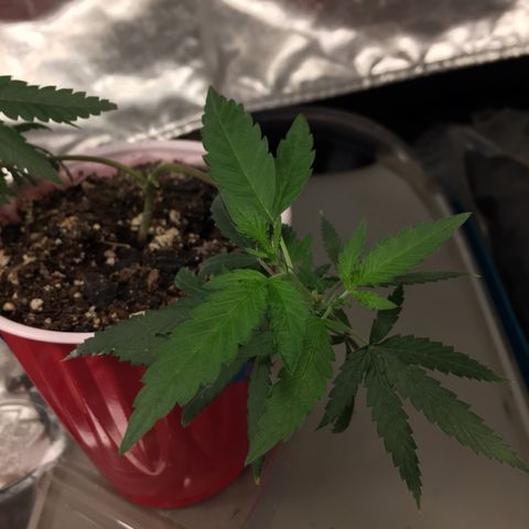 Unknown strain growlog timeline photo