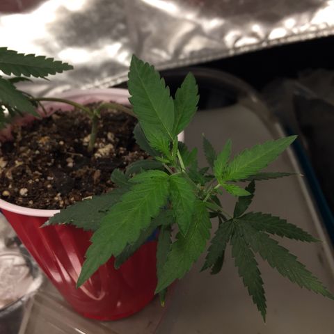 Unknown strain growlog timeline photo