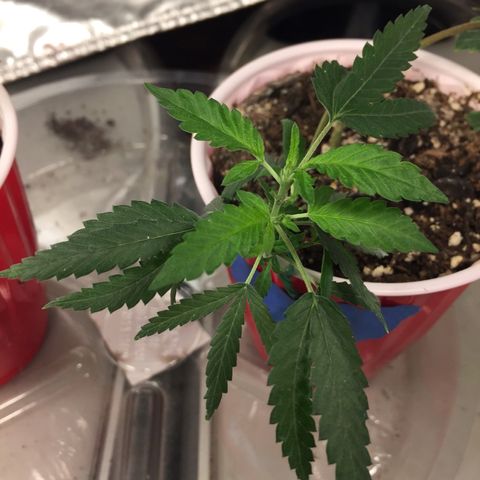 Unknown strain growlog timeline photo