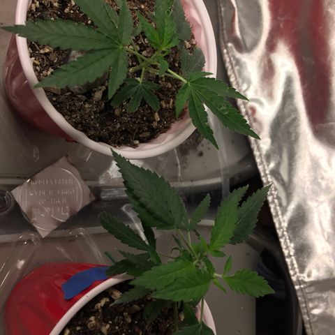 Unknown strain growlog timeline photo