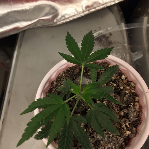 Unknown strain growlog timeline photo