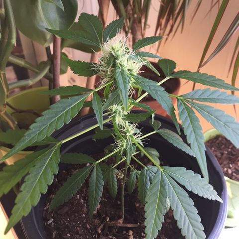 Unknown strain growlog timeline photo