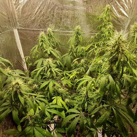 Green Shark growlog timeline photo