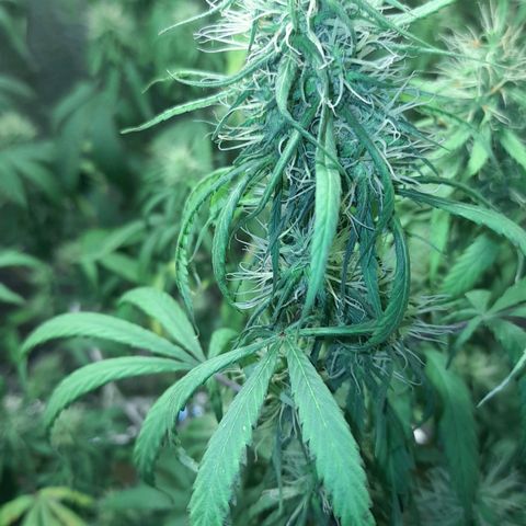 Green Shark growlog photo: Overfert constatado, excesso de nitrogênio verificado, erro na aplicação do npk 