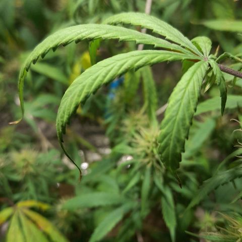 Green Shark growlog photo: Overfert constatado, excesso de nitrogênio verificado, erro na aplicação do npk 