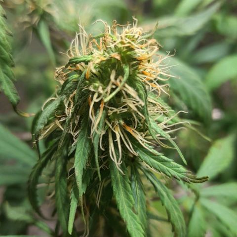 Green Shark growlog photo: Os pestilos estão ficando marrom e enrrolando, provavelmente por conta do overfert.