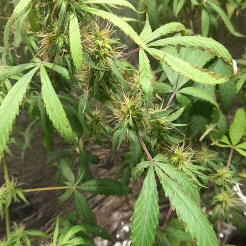 Green Shark growlog timeline photo