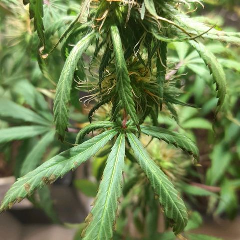 Green Shark growlog timeline photo