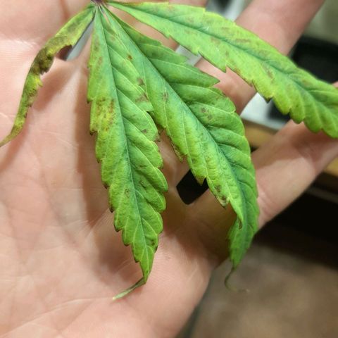 Green Shark growlog timeline photo