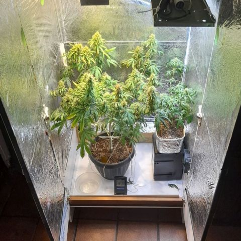 Green Shark growlog timeline photo