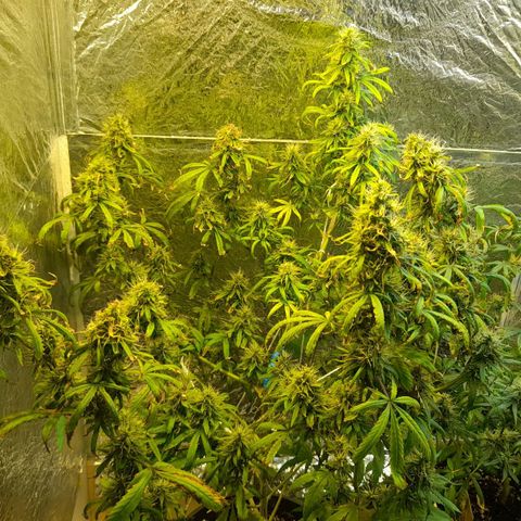 Green Shark growlog timeline photo