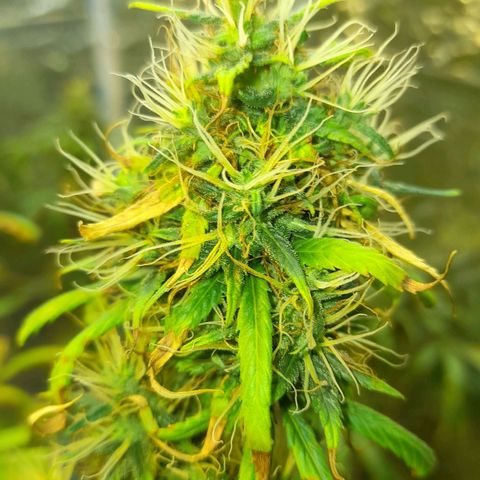 Green Shark growlog timeline photo