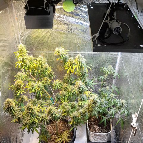 Green Shark growlog timeline photo