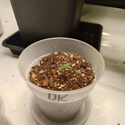 DK growlog timeline photo