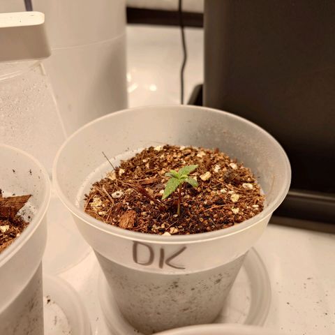 DK growlog timeline photo