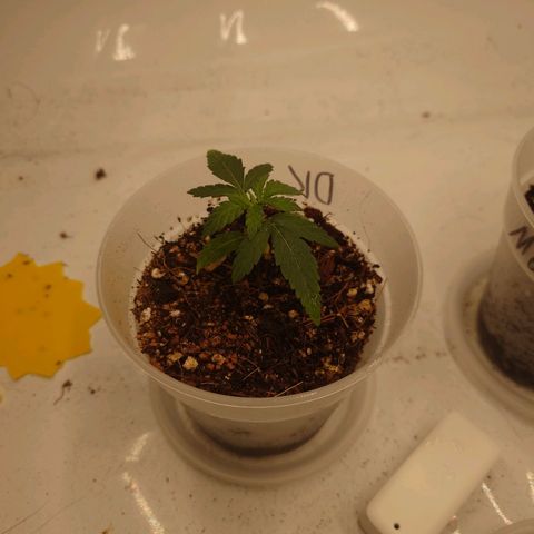 DK growlog timeline photo