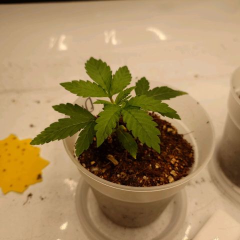 DK growlog timeline photo