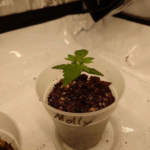 Molly growlog timeline photo