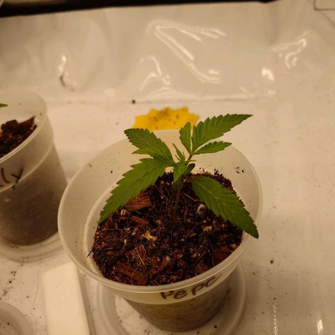 Pepe le Pew growlog timeline photo