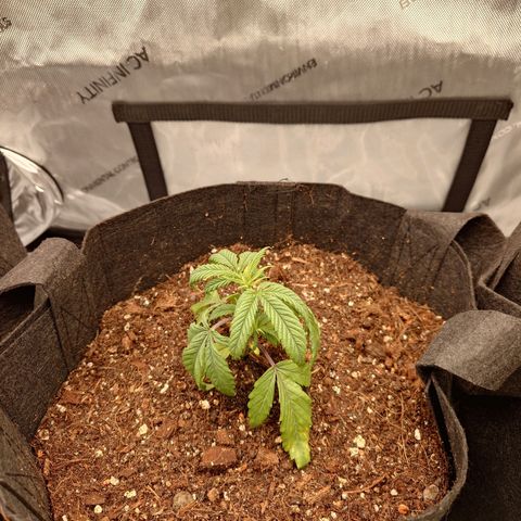 Pepe le Pew growlog timeline photo
