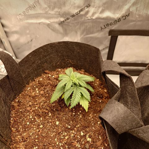 Molly growlog timeline photo