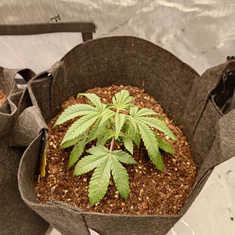 DK growlog timeline photo