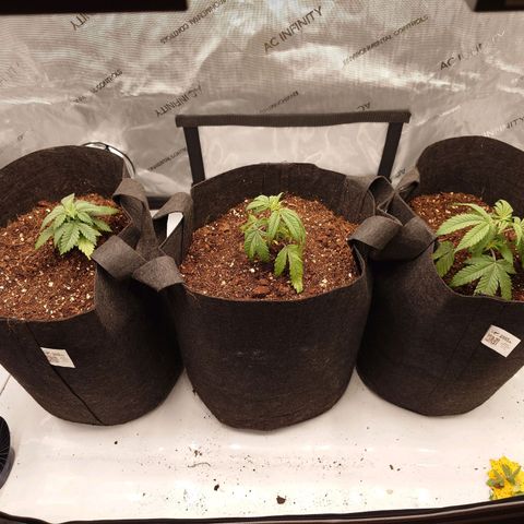 DK growlog timeline photo