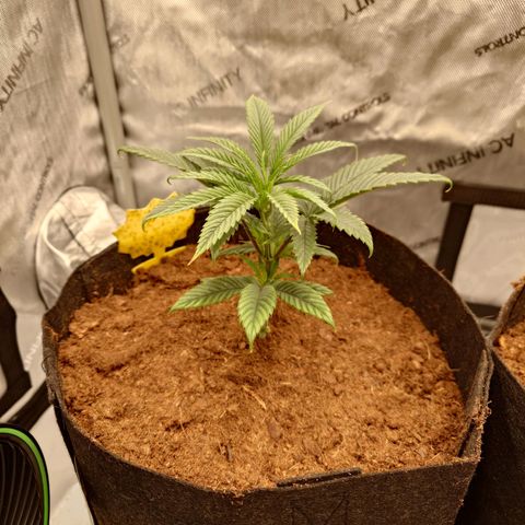 Pepe le Pew growlog timeline photo