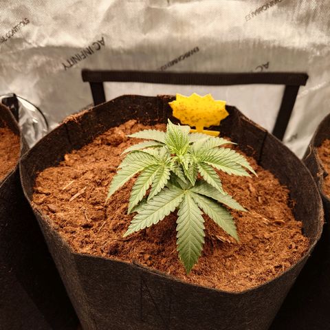 Molly growlog timeline photo