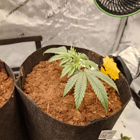 DK growlog timeline photo